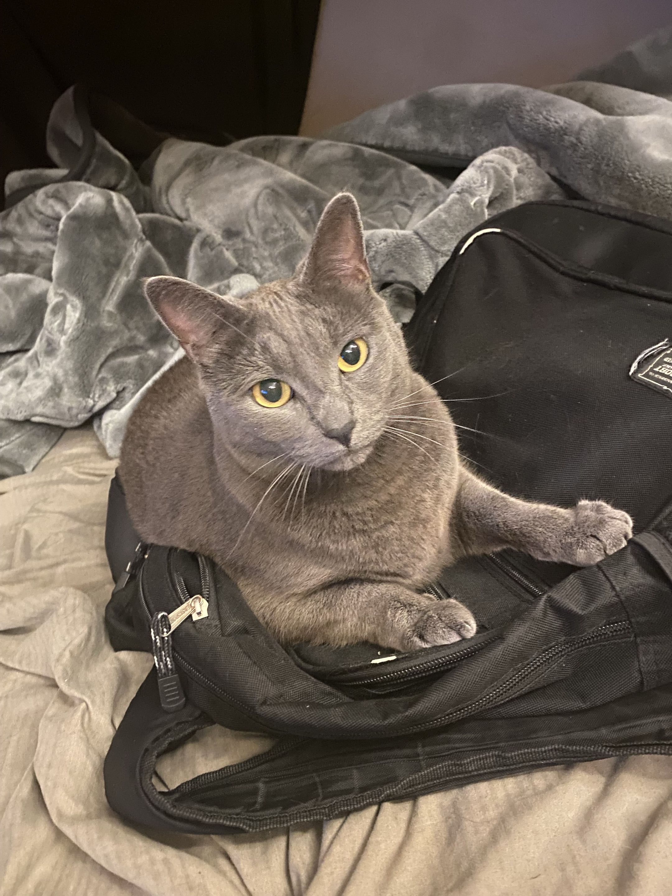 Gray cat laying on a backpack.