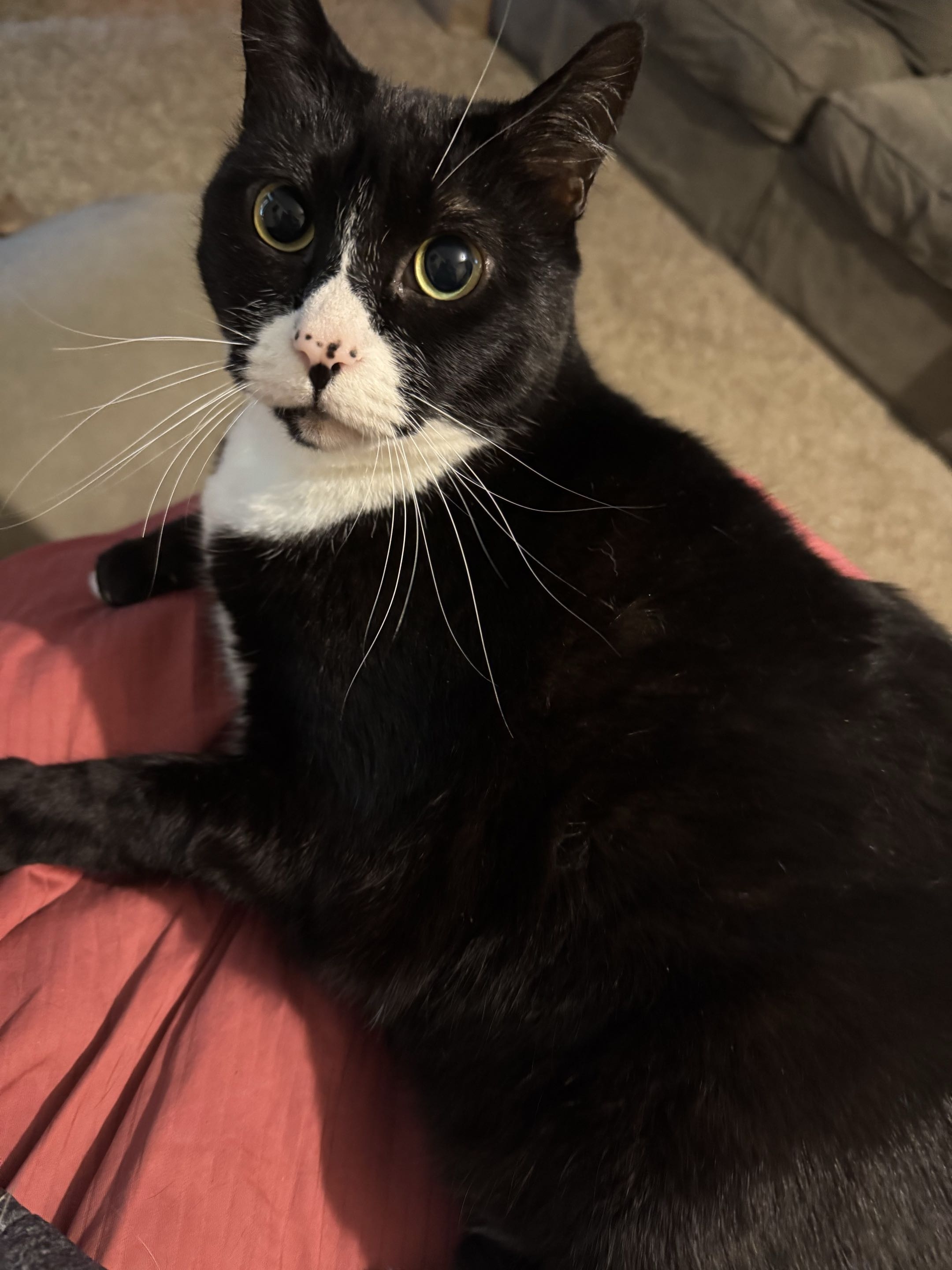 Tuxedo cat with pink nose. Nose has black freckles.
