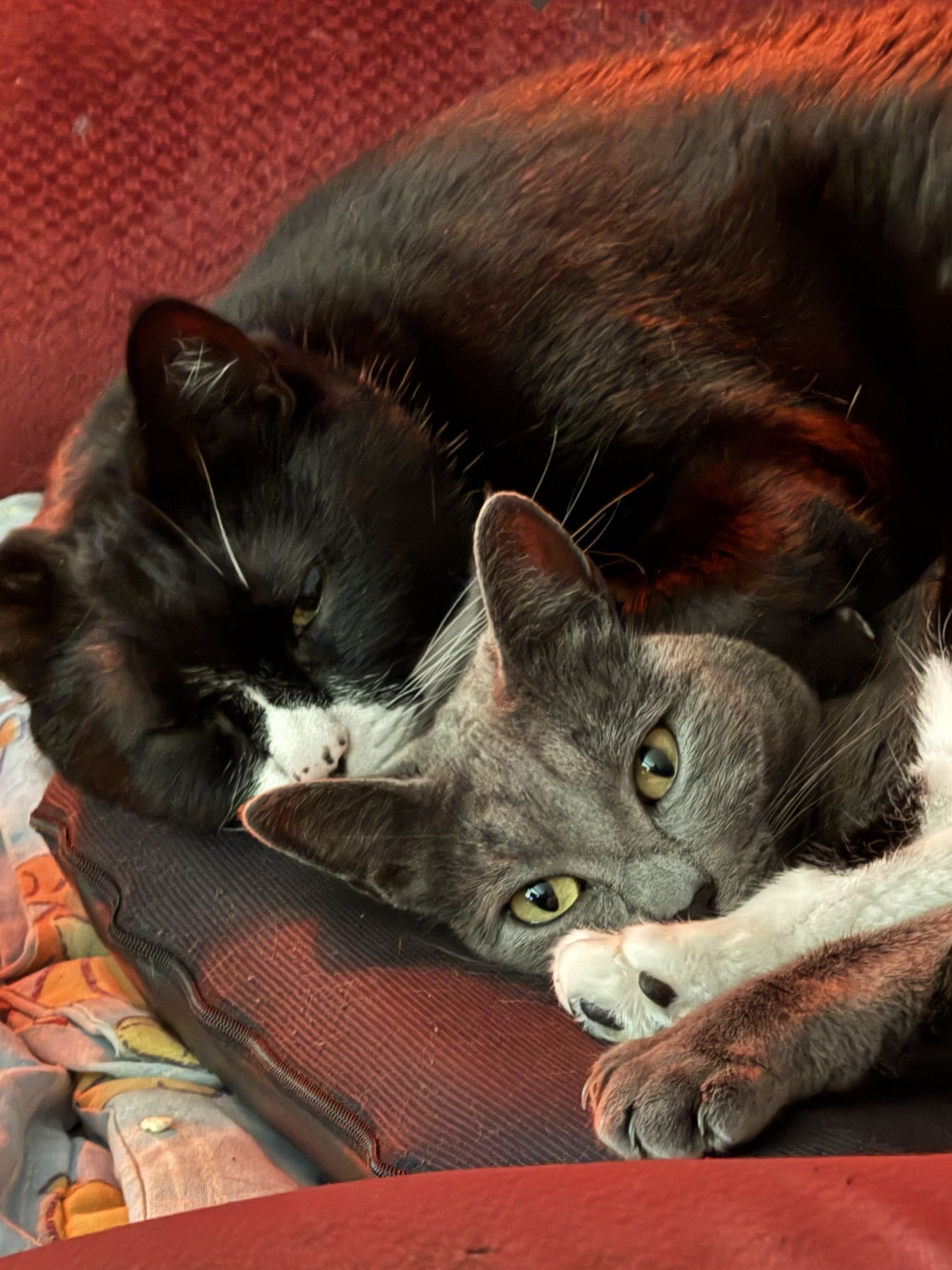 2 cats laying adjacent.